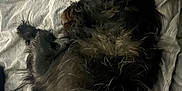 Axe is registered to the contest to win money with this photo: dog, black_dog, fur, bed, sheet, sleeping, resting, indoor, pet, animal, cozy, fluffy, relaxing, canine, laying_down, texture, wrinkled, soft_light, quiet, domestic