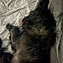 dog, black_dog, fur, bed, sheet, sleeping, resting, indoor, pet, animal, cozy, fluffy, relaxing, canine, laying_down, texture, wrinkled, soft_light, quiet, domestic