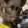 Axe joined the competition — help win amazing prizes! dog, black_dog, close_up, pet, bed, blanket, yellow_fabric, fur, animal, indoor, cute, face, ears, eyes, resting, cozy, portrait, attention, soft_texture, companion