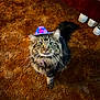 cat, tabby, fluffy, pet, indoor, carpet, hat, cowboy_hat, purple, pink_star, feline, whiskers, green_eyes, looking_up, curious, domestic_animal, cute, funny_hat, floor, brown_carpet