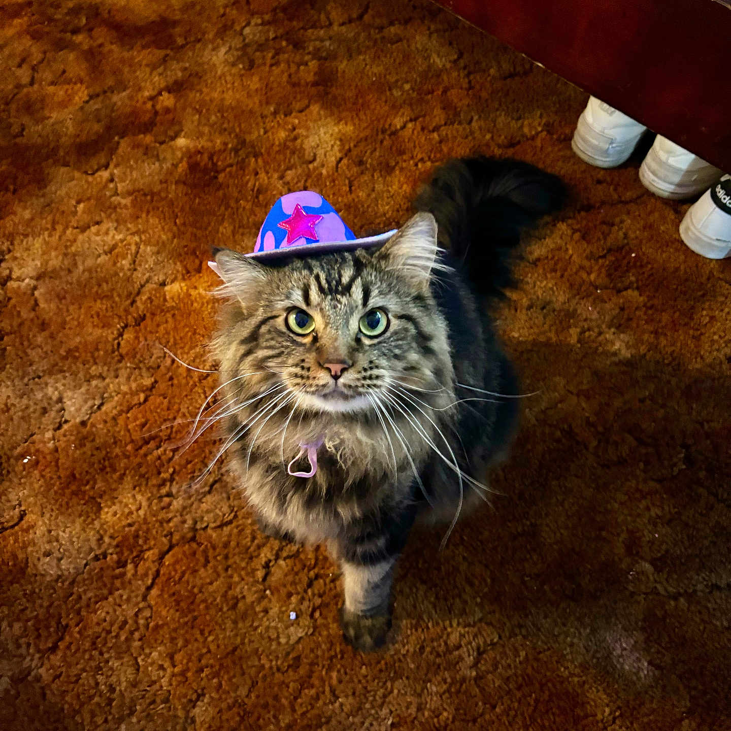 Chito joined the competition — help win amazing prizes! brown_carpet, carpet, cat, cowboy_hat, curious, cute, domestic_animal, feline, floor, fluffy, funny_hat, green_eyes, hat, indoor, looking_up, pet, pink_star, purple, tabby, whiskers