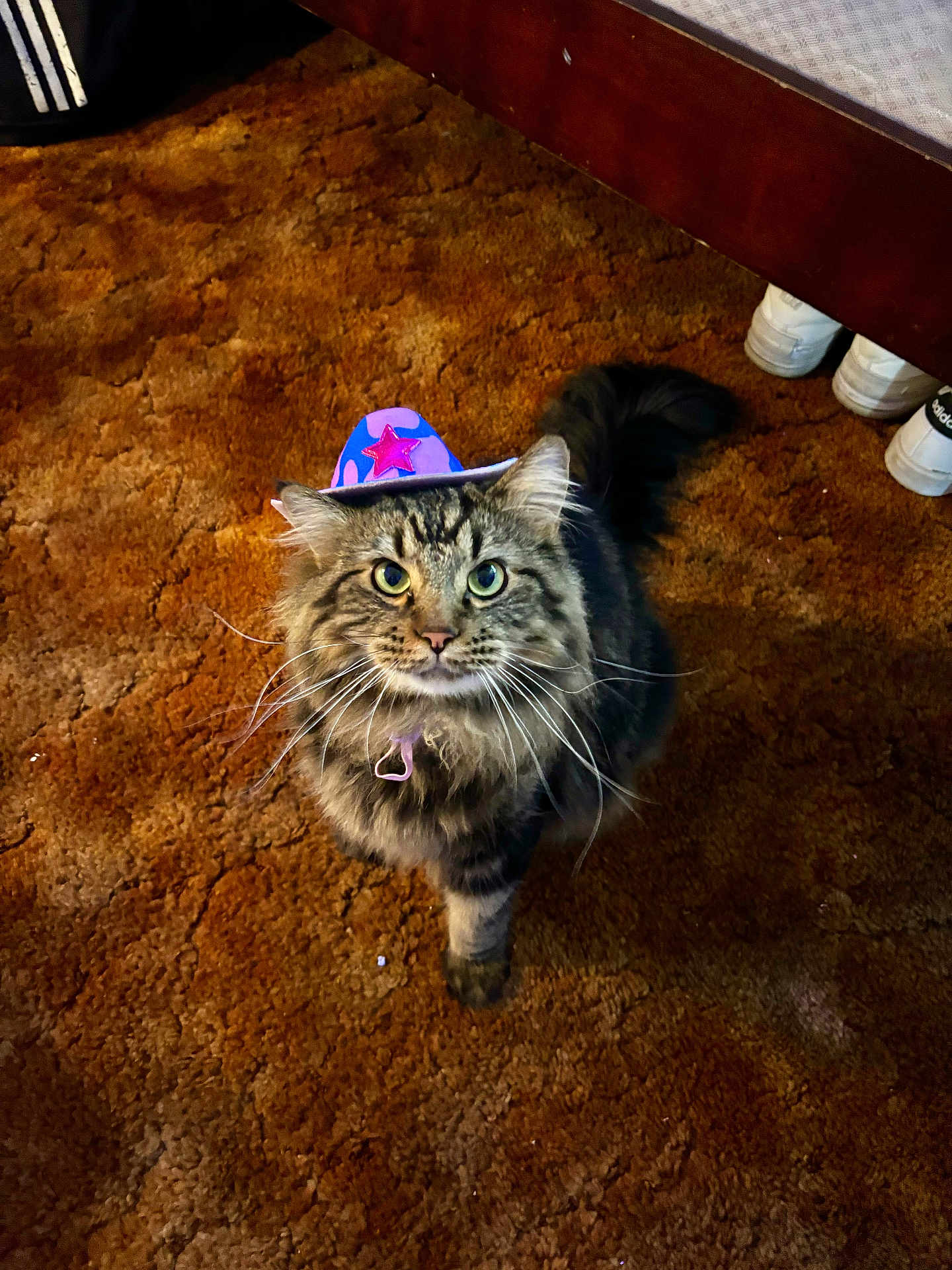 Chito joined the competition — help win amazing prizes! cat, tabby, fluffy, pet, indoor, carpet, hat, cowboy_hat, purple, pink_star, feline, whiskers, green_eyes, looking_up, curious, domestic_animal, cute, funny_hat, floor, brown_carpet