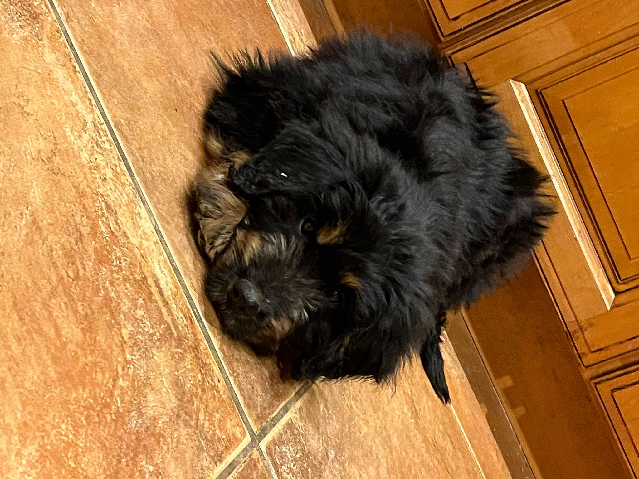 Grizzly is registered to the contest to win money with this photo: canidae, carnivore, claw, companion_dog, dog, dog_breed, door, flooring, fur, hardwood, small_terrier, sporting_group, tail, terrestrial_animal, terrier, toy_dog, whiskers, wood, wood_flooring, wood_stain