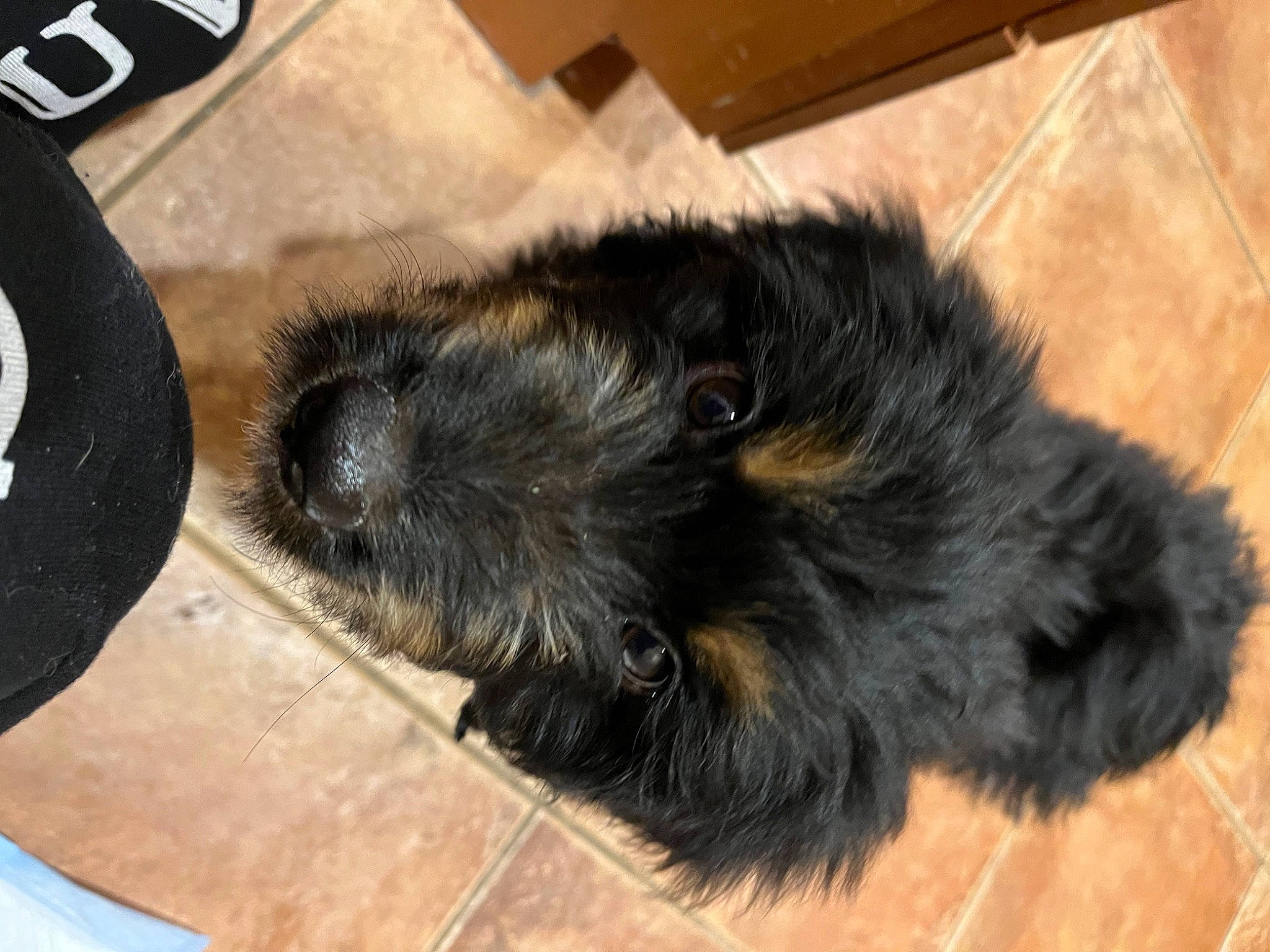 Grizzly is registered to the contest to win money with this photo: canidae, carnivore, claw, comfort, dog_breed, flooring, foot, fur, hardwood, paw, shipping_box, snout, sporting_group, tail, terrestrial_animal, whiskers, wood, working_animal