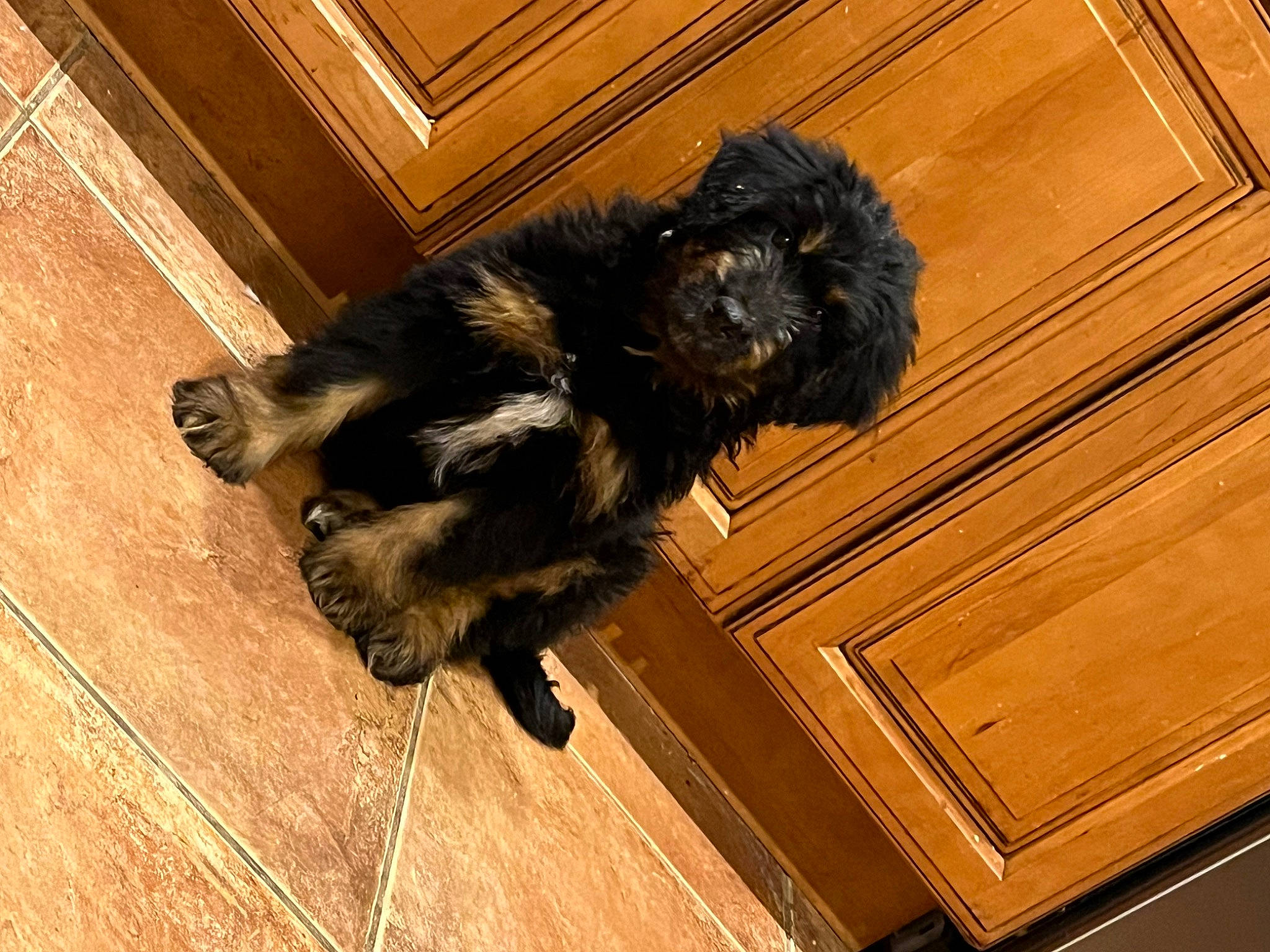 Grizzly is registered to the contest to win money with this photo: carnivore, companion_dog, dog, dog_breed, felidae, floor, flooring, fur, hardwood, laminate_flooring, liver, small_to_medium_sized_cats, sporting_group, tail, tints_and_shades, varnish, whiskers, wood, wood_flooring, wood_stain