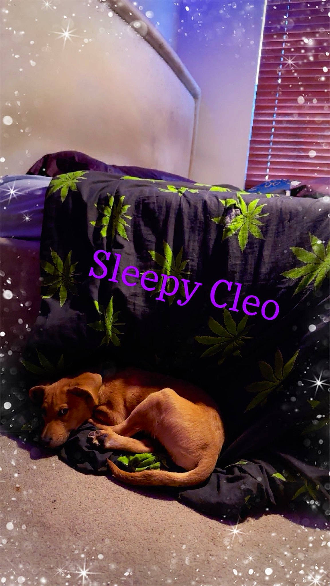 Cleo is registered to the contest to win money with this photo: art, bedding, canidae, carnivore, comfort, companion_dog, dog, dog_breed, fawn, font, grass, landscape, linens, magenta, painting, plant, purple, room, visual_arts, working_animal