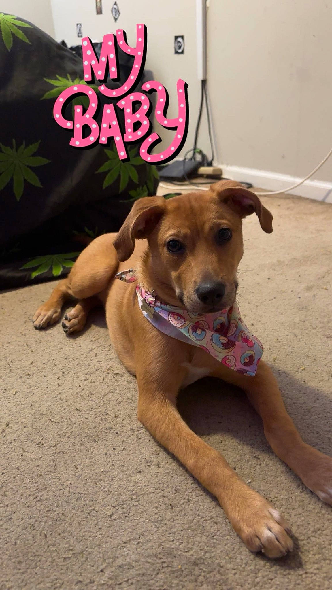 Cleo is registered to the contest to win money with this photo: ball, canidae, carnivore, collar, companion_dog, dog, dog_breed, dog_clothes, dog_collar, dog_supply, fawn, leash, logo, paw, pet_supply, photo_caption, snout, sporting_group, street_dog, working_animal