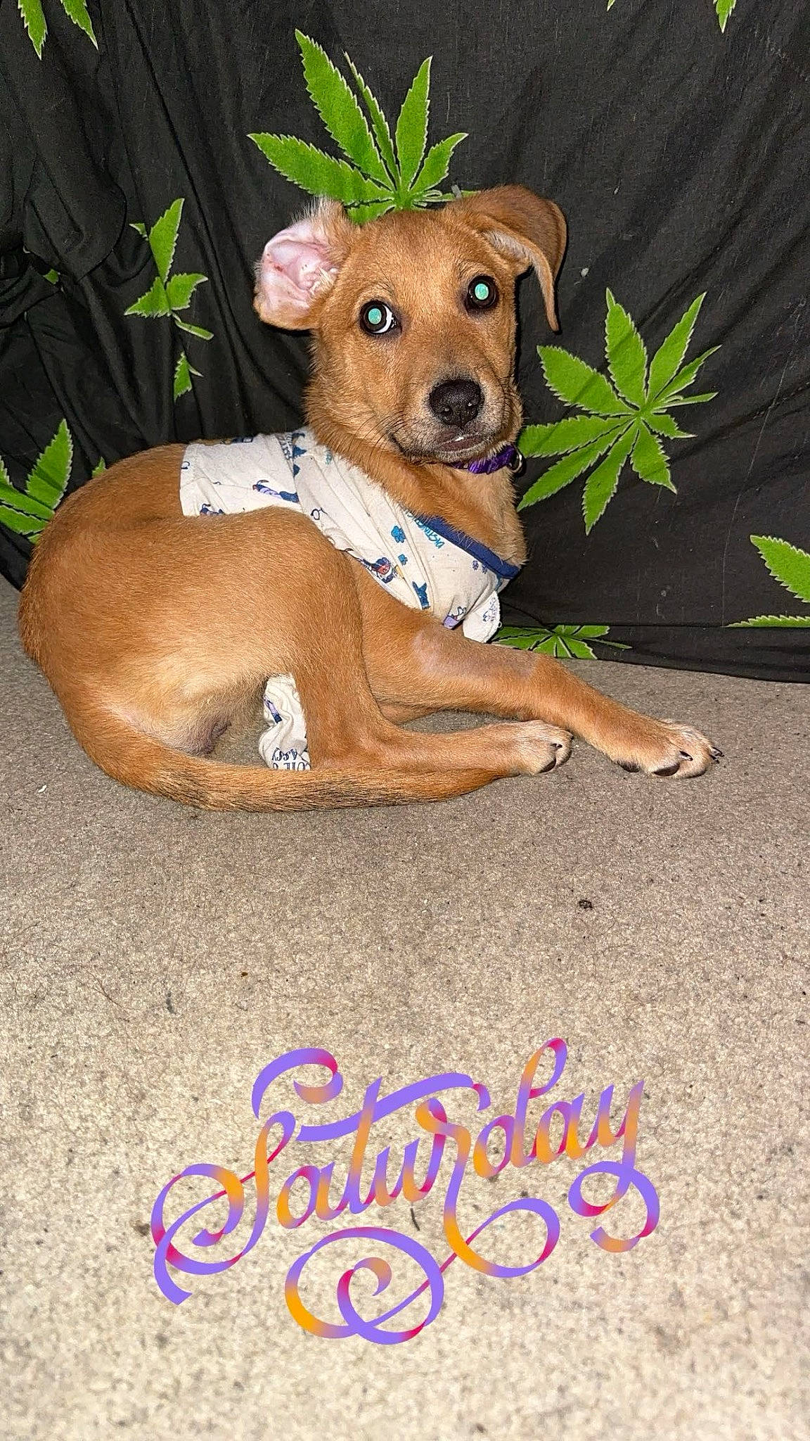 Cleo is registered to the contest to win money with this photo: canidae, carnivore, companion_dog, dog, dog_breed, dog_clothes, dog_collar, dog_supply, fawn, handwriting, liver, pet_supply, plant, snout, sporting_group, tail, terrestrial_animal, terrestrial_plant, whiskers, working_animal