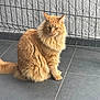 Uky a rejoint le concours — aidez-le/la à gagner de superbes lots ! cat, orange_cat, fluffy, sitting, tile_floor, fence, outdoor, pet, animal, fur, whiskers, ears, tail, portrait, domestic_cat, feline, looking_away, side_view, balcony, gray_wall