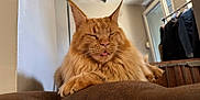 Uky a rejoint le concours — aidez-le/la à gagner de superbes lots ! cat, orange_cat, fluffy, pet, indoor, cushion, relaxed, sleepy, tongue_out, close_up, feline, whiskers, ears, paw, domestic_animal, cozy, home, window, clothing, fur