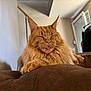 cat, orange_cat, fluffy, pet, indoor, cushion, relaxed, sleepy, tongue_out, close_up, feline, whiskers, ears, paw, domestic_animal, cozy, home, window, clothing, fur