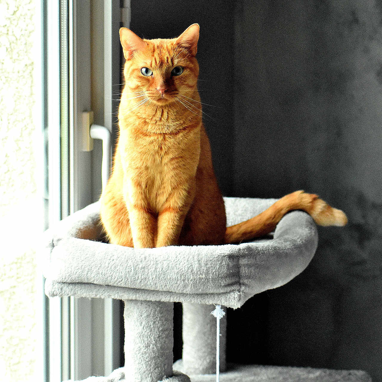 Simba participe au concours pour gagner de l'argent avec cette photo : animal, calm, cat, cat_tree, curious, domestic, feline, fur, gray, home, indoor, looking, natural_light, orange_tabby, pet, plush, portrait, relaxed, sitting, window