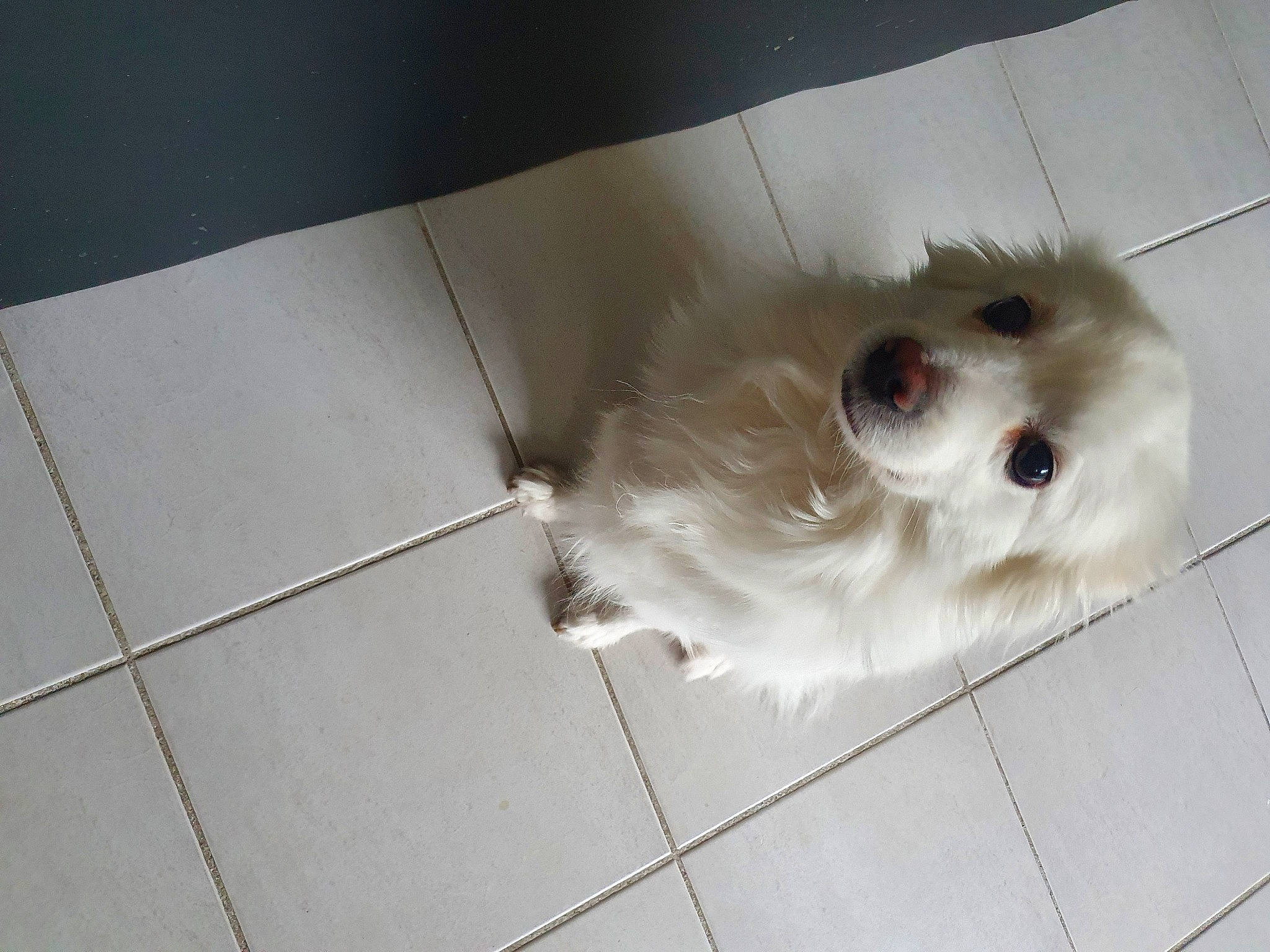 Tao a rejoint le concours — aidez-le/la à gagner de superbes lots ! ball, canidae, carnivore, companion_dog, dog, dog_breed, fawn, felidae, floor, flooring, fur, paw, small_to_medium_sized_cats, snout, sporting_group, toy, toy_dog, whiskers, wood, working_animal