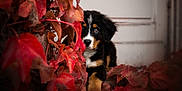 Tao participe au concours pour gagner de l'argent avec cette photo : puppy, dog, bernese_mountain_dog, animal, pet, cute, autumn, fall_leaves, red_leaves, nature, outdoor, curious, fur, young_dog, leafy, adorable, closeup, portrait, fluffy, playful