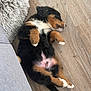 puppy, dog, lying_down, sleeping, tricolor, fur, floor, wooden_floor, indoor, pet, cute, animal, relaxed, resting, small_dog, fluffy, canine, paw, nose, ears