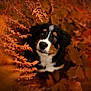 puppy, dog, autumn, leaves, fern, nature, outdoor, portrait, cute, animal, black, brown, white, fur, eyes, closeup, fall, seasonal, adorable, young