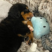Tao a rejoint le concours — aidez-le/la à gagner de superbes lots ! puppy, sleeping, plush_toy, blue_toy, furry_blanket, cozy, cute, animal, pet, canine, black_fur, brown_fur, white_paw, soft_texture, resting, indoors, close_up, adorable, relaxed, stuffed_animal