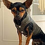 dog, small_dog, black_and_tan, jacket, clothing, ears, tattoo, hand, rings, table, indoor, window, door, pet, animal, fur, portrait, looking_at_camera, standing, cozy