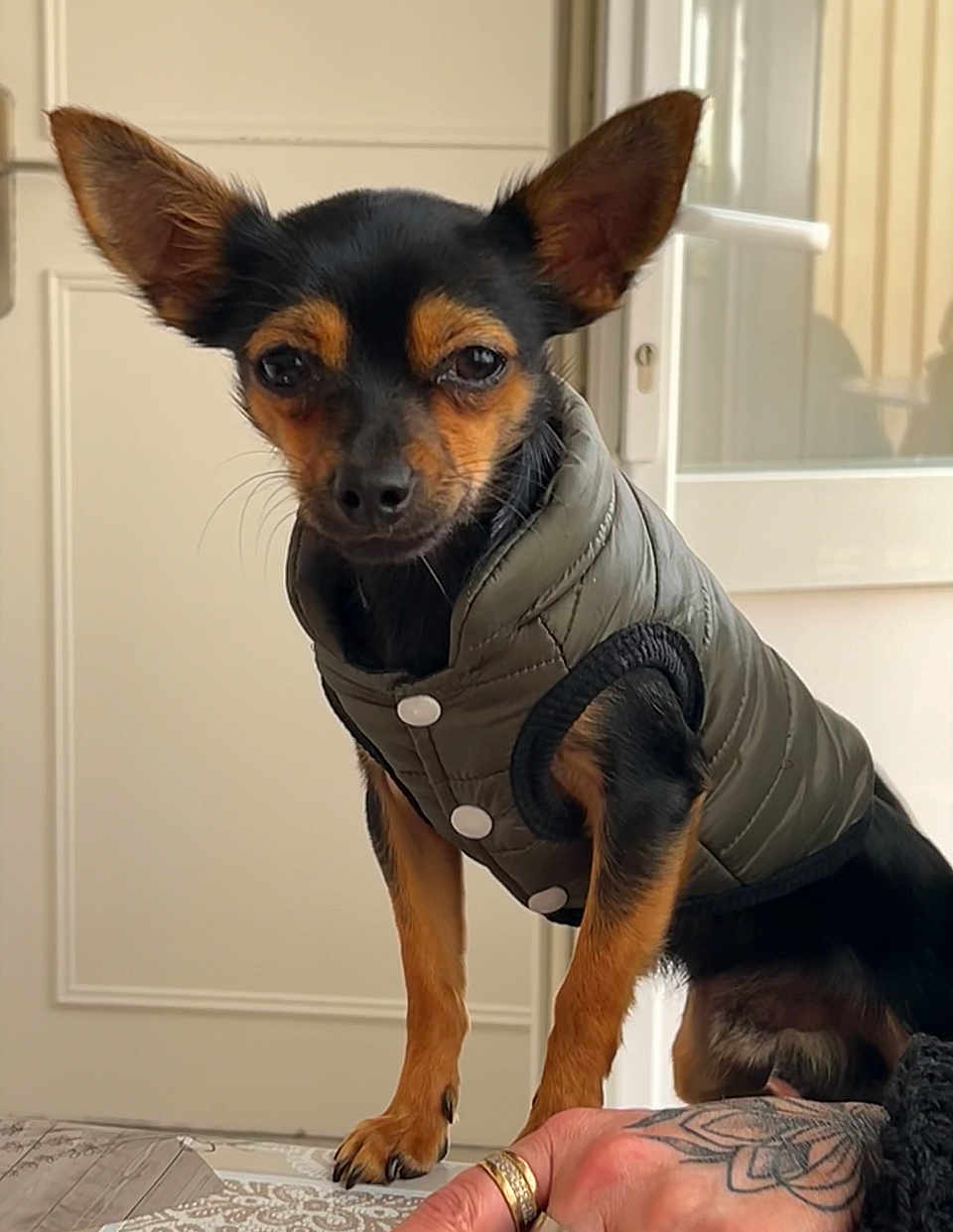 Pepsi participe au concours pour gagner de l'argent avec cette photo : dog, small_dog, black_and_tan, jacket, clothing, ears, tattoo, hand, rings, table, indoor, window, door, pet, animal, fur, portrait, looking_at_camera, standing, cozy
