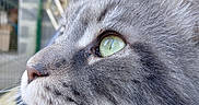 Teo a rejoint le concours — aidez-le/la à gagner de superbes lots ! animal, cat, close_up, cute, detail, eye, face, feline, focus, fur, grey, indoor, macro, mammal, nose, pet, portrait, soft, texture, whiskers