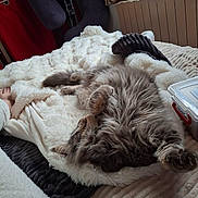 Teo a rejoint le concours — aidez-le/la à gagner de superbes lots ! cat, fluffy, gray, blanket, bed, indoor, relaxed, cozy, furniture, curtain, window, decor, soft_texture, foot, person, home, resting, sleeping, pet, casual