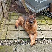 Schag a rejoint le concours — aidez-le/la à gagner de superbes lots ! dog, german_shepherd, outdoor, backyard, stone_paving, wooden_fence, metal_trailer, dried_branches, black_doormat, cable, pet, animal, resting, fur, quiet, nature, garden, relaxed, daylight, moss