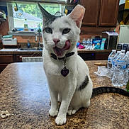 Tato Mash Potatoes joined the competition — help win amazing prizes! cat, white_cat, black_spots, collar, kitchen, countertop, water_bottles, window, natural_light, licking_lips, pet_tag, domestic_animal, indoor, feline, tongue_out, table, household_items, cute, sitting, playful