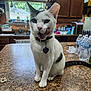 cat, white_cat, black_spots, collar, kitchen, countertop, water_bottles, window, natural_light, licking_lips, pet_tag, domestic_animal, indoor, feline, tongue_out, table, household_items, cute, sitting, playful