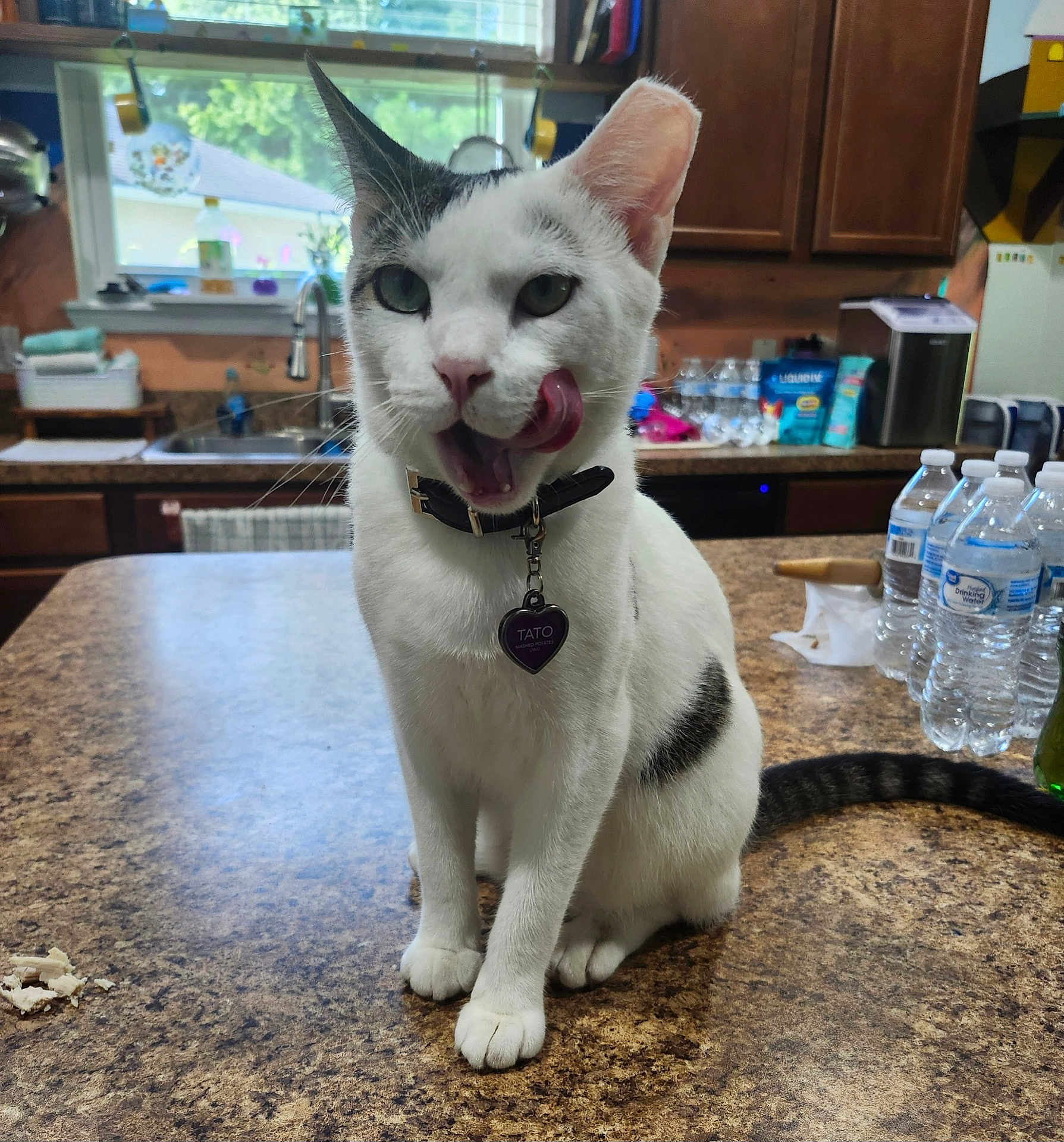 Tato Mash Potatoes joined the competition — help win amazing prizes! cat, white_cat, black_spots, collar, kitchen, countertop, water_bottles, window, natural_light, licking_lips, pet_tag, domestic_animal, indoor, feline, tongue_out, table, household_items, cute, sitting, playful