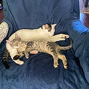 Tato Mash Potatoes joined the competition — help win amazing prizes! animal, armchair, blue_blanket, cat, cats, cozy, cute, feline, friendship, fur, home, indoor, napping, paws, pet, relaxation, resting, sleeping, tabby_cat, white_cat