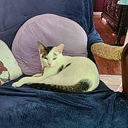 Tato Mash Potatoes joined the competition — help win amazing prizes! black_spots, blanket, cat, chair, cozy, decor, domestic_animal, feline, furniture, home_interior, indoor, lounging, pet, pillow, relaxed, resting, sleepy, soft_texture, white_cat, wood_floor