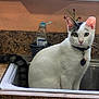 animal, black_markings, bottle, cat, collar, countertop, curious, dish_soap, domestic_animal, feline, green_eyes, household, indoor, kitchen_sink, pet, sink, tag, tail, water, white_cat