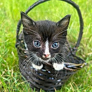 Aragorn is registered to the contest to win money with this photo: kitten, cat, black_and_white, blue_eyes, basket, grass, outdoor, whiskers, ears, cute, pet, animal, young, small, nature, feline, curious, portrait, close_up, daylight