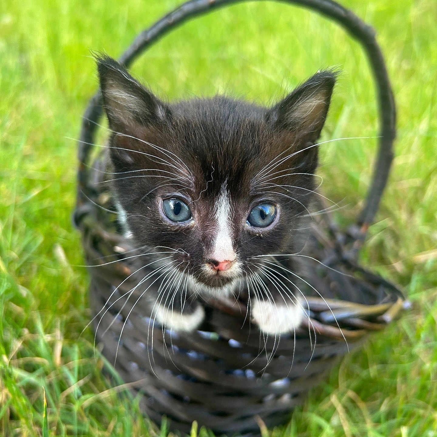 Aragorn is registered to the contest to win money with this photo: kitten, cat, black_and_white, blue_eyes, basket, grass, outdoor, whiskers, ears, cute, pet, animal, young, small, nature, feline, curious, portrait, close_up, daylight