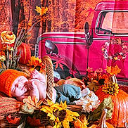 Charlie is registered to the contest to win money with this photo: baby, orange_hat, basket, pumpkin, sunflower, autumn, fall_leaves, flowers, blanket, jeans, cozy, decor, outdoor_scene_backdrop, red_truck, sleeping, child, seasonal, nature_theme, cute, portrait