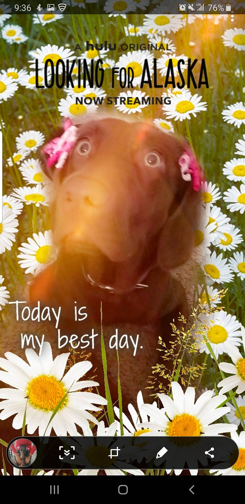 Marisol joined the competition — help win amazing prizes! adaptation, botany, carnivore, companion_dog, dog, dog_breed, fawn, flower, font, friendship, happy, liver, morning, nature, organism, people_in_nature, petal, plant, sunlight, yellow