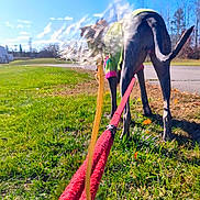 Emily joined the competition — help win amazing prizes! animal, background, blue_sky, blur, canine, daylight, distortion, dog, grass, greenery, hand, holding, leash, nature, outdoor, pavement, pet, sweater, tail, walking