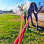 animal, background, blue_sky, blur, canine, daylight, distortion, dog, grass, greenery, hand, holding, leash, nature, outdoor, pavement, pet, sweater, tail, walking