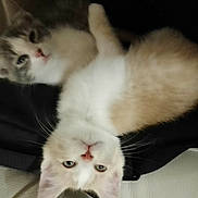 Ors a rejoint le concours — aidez-le/la à gagner de superbes lots ! animal, cat, closeup, companions, cute, domestic_animal, ears, eyes, feline, fur, indoor, kitten, laying, pet, resting, sleepy, soft, two_animals, whiskers, young