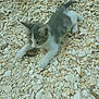 Azur participe au concours pour gagner de l'argent avec cette photo : animal, cat, curious, explorer, fur, gray, ground, kitten, nature, outdoor, paw, pet, playful, rock, small, stones, texture, white, wildlife, young