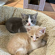 Azur participe au concours pour gagner de l'argent avec cette photo : animal, cat, cozy, cream_cat, cute, feline, finger, fluffy, gray_cat, human_interaction, indoor, kitten, nail_polish, pet_bed, resting, small, tile_floor, two_kittens, wooden_pet_house, young