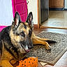 Reeses joined the competition — help win amazing prizes! animal, black, brown, cabinet, cute, dog, ears_up, floor, german_shepherd, happy, home, indoor, laying_down, orange, pet, polka_dot, portrait, rug, toy, wooden_floor