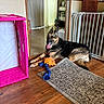 animal, baby_gate, blue_rope_toy, curtain, detergent_bottle, dog, doorway, flooring, german_shepherd, happy, household_items, indoor, orange_toy, pet, pink_storage_bin, resting, rug, tongue_out, toy, wood_floor