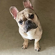 Lewis a rejoint le concours — aidez-le/la à gagner de superbes lots ! adorable, animal, canine, cute, dog, ears, face, floor, french_bulldog, fur, indoor, looking_up, mammal, paws, pet, portrait, puppy, small_dog, whiskers, young
