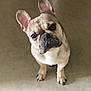 adorable, animal, canine, cute, dog, ears, face, floor, french_bulldog, fur, indoor, looking_up, mammal, paws, pet, portrait, puppy, small_dog, whiskers, young