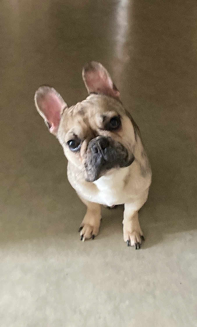 Lewis