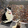 animal, autumn_leaves, black_and_white_cat, cat, collar, curious, daylight, enclosure, feline, looking_up, mesh_fence, nature, outdoor, pets, pink_collar, resting, sunlight, tabby_cat, two_cats, wooden_steps