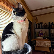 Athena is registered to the contest to win money with this photo: black_and_white, blinds, cardboard_box, cat, cozy, curious, domestic_animal, feline, fur, home, indoor, looking_out, perch, pet, pink_collar, shelf, sitting, soft_light, whiskers, window