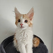 Bowie is registered to the contest to win money with this photo: animal, background, cat, curious, cute, domestic_cat, ears, feline, fluffy, fur, indoor, kitten, orange_and_white, perch, pet, portrait, sitting, tail, whiskers, young