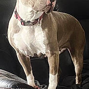 Roxy is registered to the contest to win money with this photo: dog, pet, indoor, couch, leather, stairs, railing, brown, white, collar, canine, animal, fur, alert, standing, house, furniture, domestic, companion, portrait